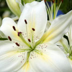 image sample